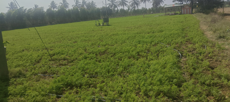  2 Acre Agricultural/Farm Land for Sale in Bangarapet, Kolar