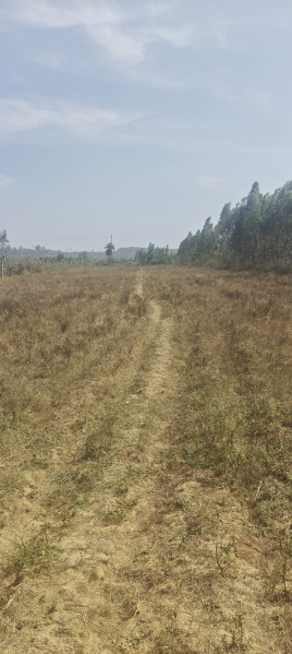  4 Acre Agricultural/Farm Land for Sale in Bangarapet, Kolar