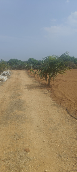  10 Acre Agricultural/Farm Land for Sale in Bethamangala, Kolar
