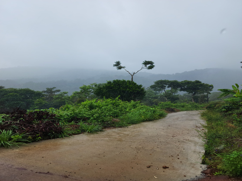  10 Acre Agricultural/Farm Land for Sale in Madikeri, Kodagu