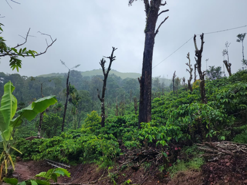  10 Acre Agricultural/Farm Land for Sale in Madikeri, Kodagu
