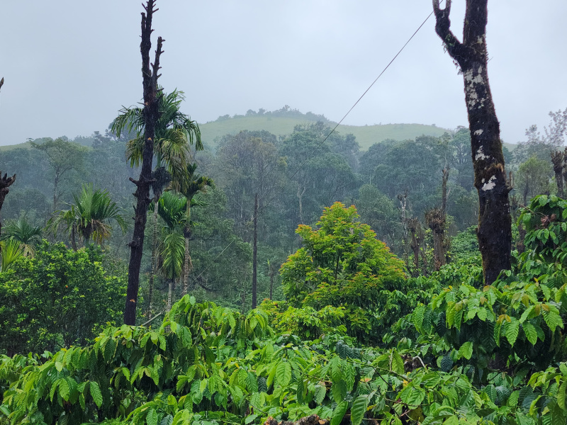  10 Acre Agricultural/Farm Land for Sale in Madikeri, Kodagu