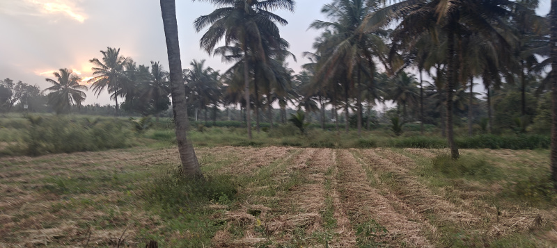  3 Acre Agricultural/Farm Land for Sale in Krishnarajanagar, Mysore