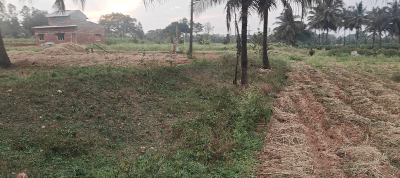  3 Acre Agricultural/Farm Land for Sale in Krishnarajanagar, Mysore