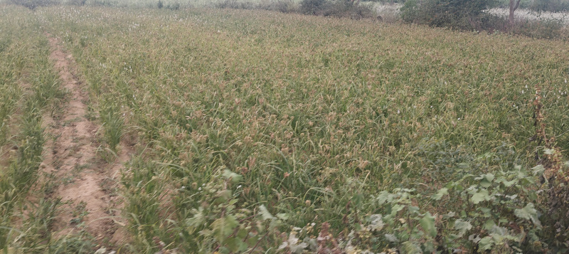  4 Acre Agricultural/Farm Land for Sale in Hunsur Road, Mysore