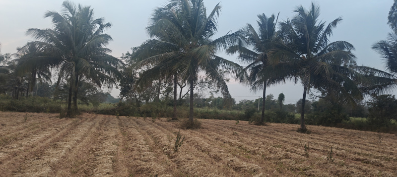  4 Acre Agricultural/Farm Land for Sale in Hunsur Road, Mysore