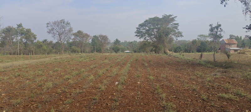  3 Acre Agricultural/Farm Land for Sale in Krishnarajanagar, Mysore