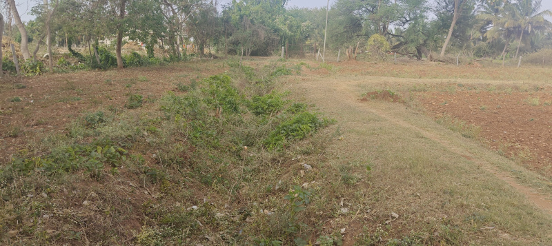 3 Acre Agricultural/Farm Land for Sale in Krishnarajanagar, Mysore