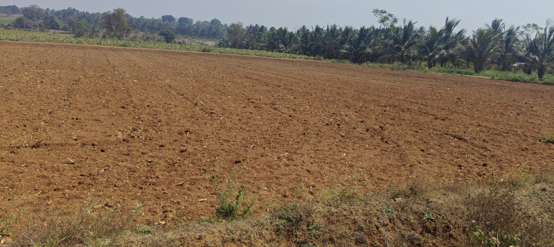  9 Acre Agricultural/Farm Land for Sale in Hunsur Road, Mysore