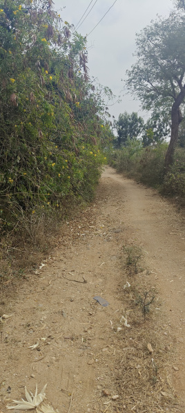  3 Acre Agricultural/Farm Land for Sale in Krishnarajanagar, Mysore