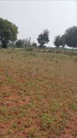  Agricultural Land for Sale in Halaguru, Mandya