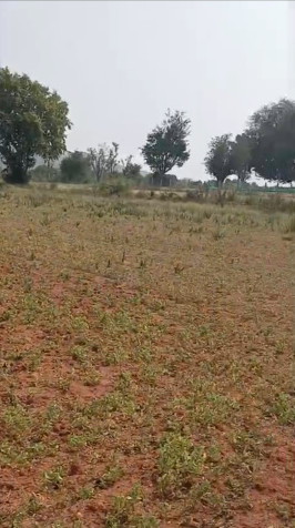  35 Guntha Agricultural/Farm Land for Sale in Halaguru, Mandya
