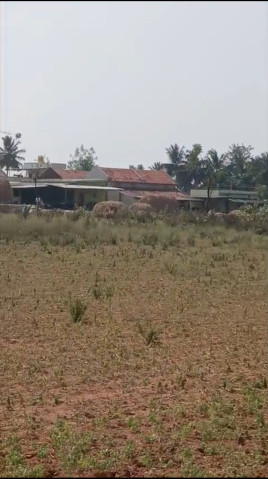  35 Guntha Agricultural/Farm Land for Sale in Halaguru, Mandya