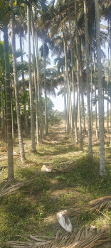  Agricultural Land for Sale in Hunsur, Mysore