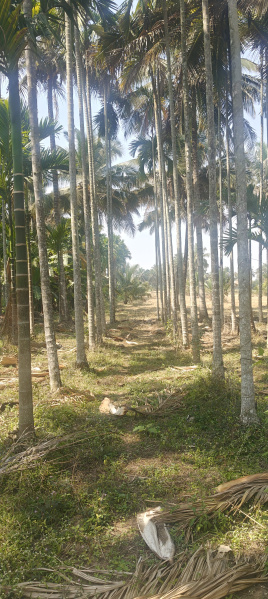  3 Acre Agricultural/Farm Land for Sale in Hunsur, Mysore
