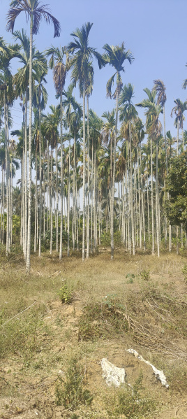  3 Acre Agricultural/Farm Land for Sale in Hunsur, Mysore