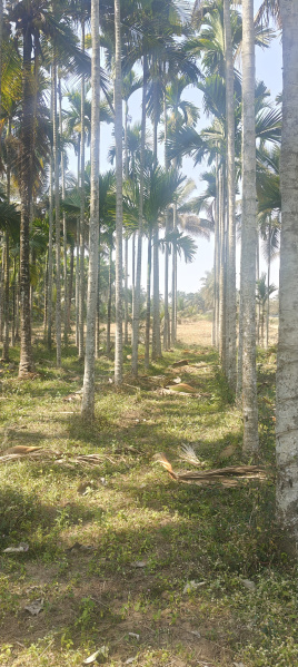  3 Acre Agricultural/Farm Land for Sale in Hunsur, Mysore