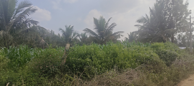  3 Acre Agricultural/Farm Land for Sale in Hunsur, Mysore