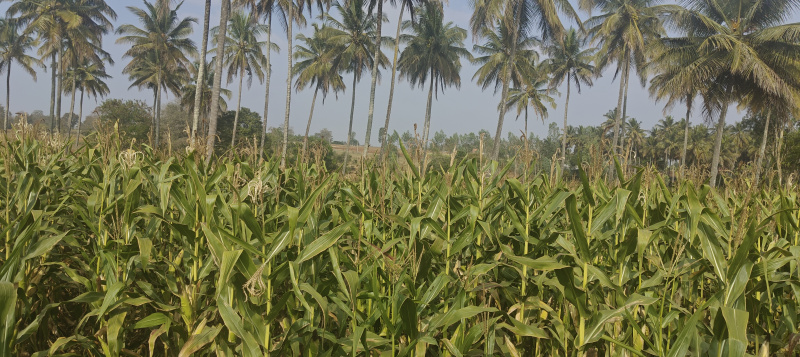  3 Acre Agricultural/Farm Land for Sale in Hunsur, Mysore