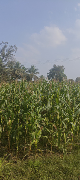  3 Acre Agricultural/Farm Land for Sale in Hunsur, Mysore
