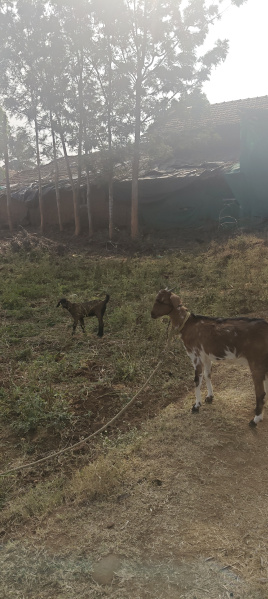  3 Acre Agricultural/Farm Land for Sale in Hunsur, Mysore