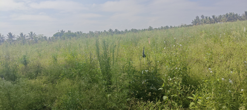  1 Acre Agricultural/Farm Land for Sale in Hunsur, Mysore