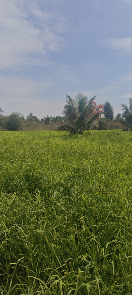  1 Acre Agricultural/Farm Land for Sale in Hunsur, Mysore
