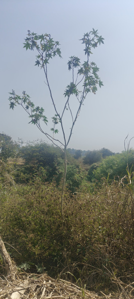  2 Acre Agricultural/Farm Land for Sale in Hunsur, Mysore