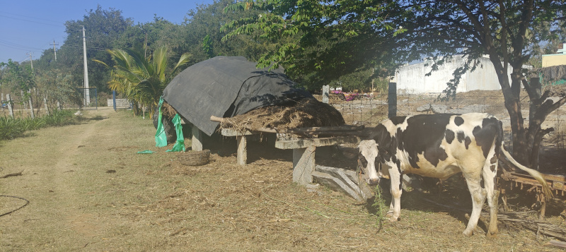  3 Acre Agricultural/Farm Land for Sale in Bethamangala, Kolar