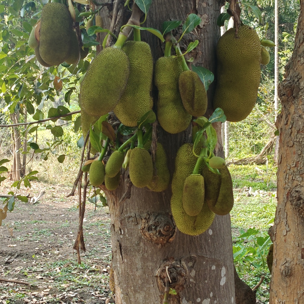  1 Acre Agricultural/Farm Land for Sale in Srirangapatnam, Mysore