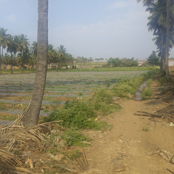  4 Acre Agricultural/Farm Land for Sale in Gundlupet, Chamrajnagar