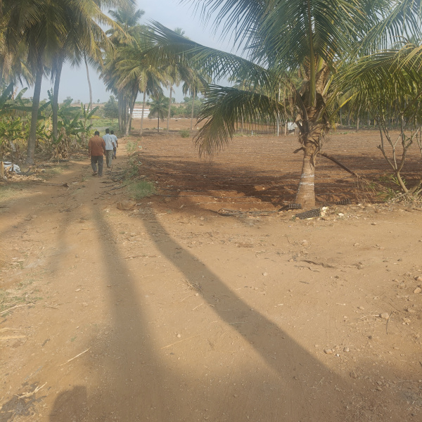  4 Acre Agricultural/Farm Land for Sale in Gundlupet, Chamrajnagar