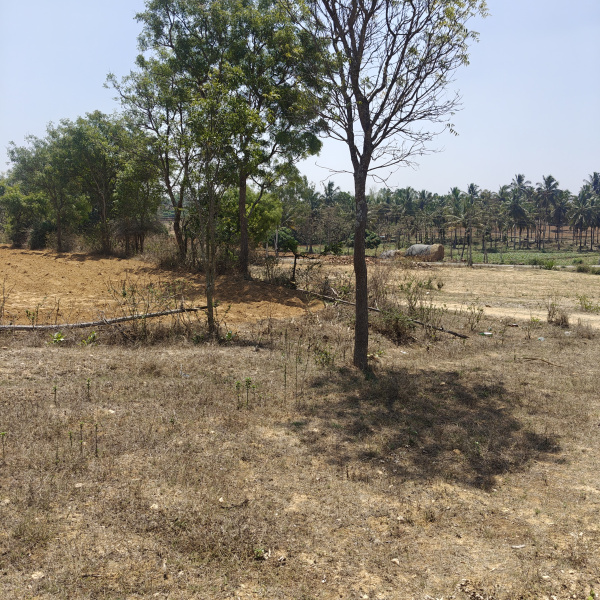  20 Acre Agricultural/Farm Land for Sale in Nanjangud, Mysore