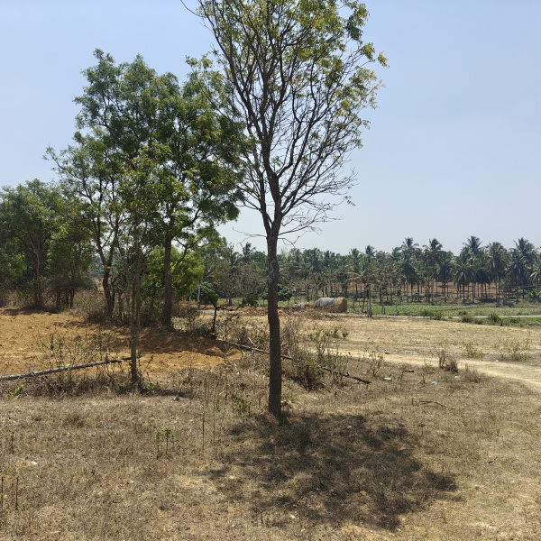  20 Acre Agricultural/Farm Land for Sale in Nanjangud, Mysore