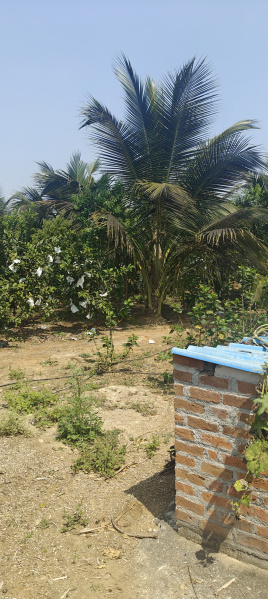  3 Acre Agricultural/Farm Land for Sale in Bangarapet, Kolar