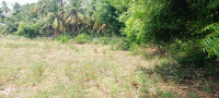  Agricultural Land for Sale in Kangeyam, Tirupur