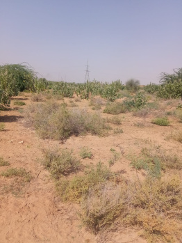  Agricultural Land for Sale in Phalodi, Jodhpur