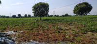  Agricultural Land for Sale in Desuri, Pali