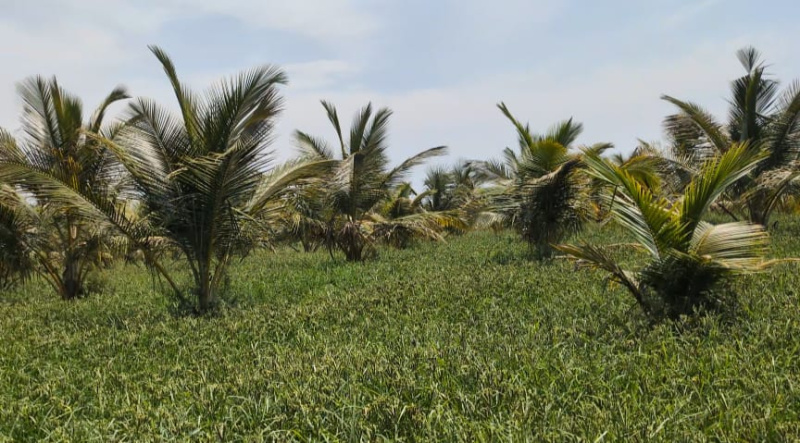  Residential Plot 113 Guntha for Sale in Hunsur, Mysore
