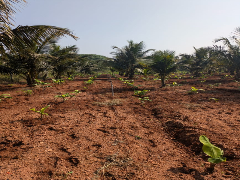  113 Guntha Agricultural/Farm Land for Sale in Hunsur, Mysore