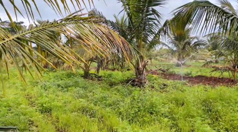  Agricultural Land 113 Guntha for Sale in Hunsur, Mysore