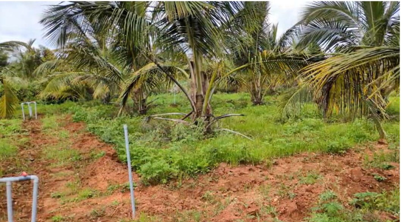  Agricultural Land 113 Guntha for Sale in Hunsur, Mysore