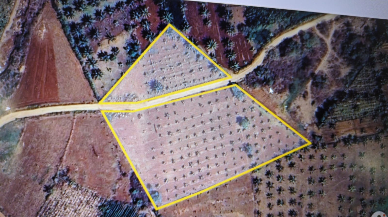  113 Guntha Agricultural/Farm Land for Sale in Hunsur, Mysore