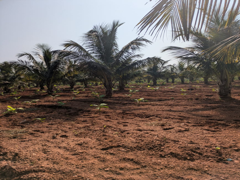  113 Guntha Agricultural/Farm Land for Sale in Hunsur, Mysore