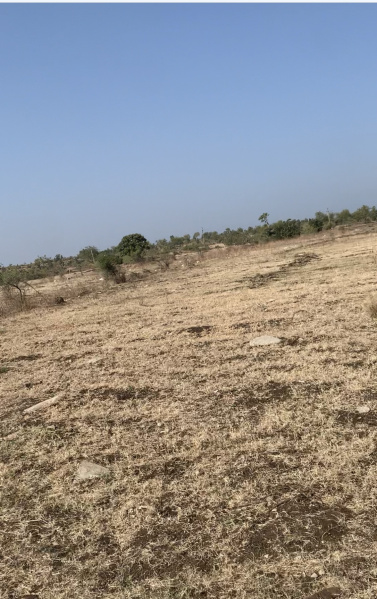  Agricultural Land 12 Acre for Sale in Chincholi, Kalaburagi
