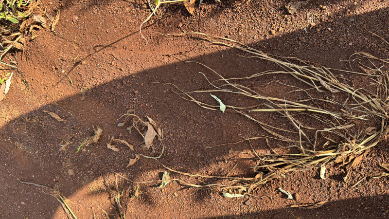  2 Acre Agricultural/Farm Land for Sale in Peddemul, Vikarabad