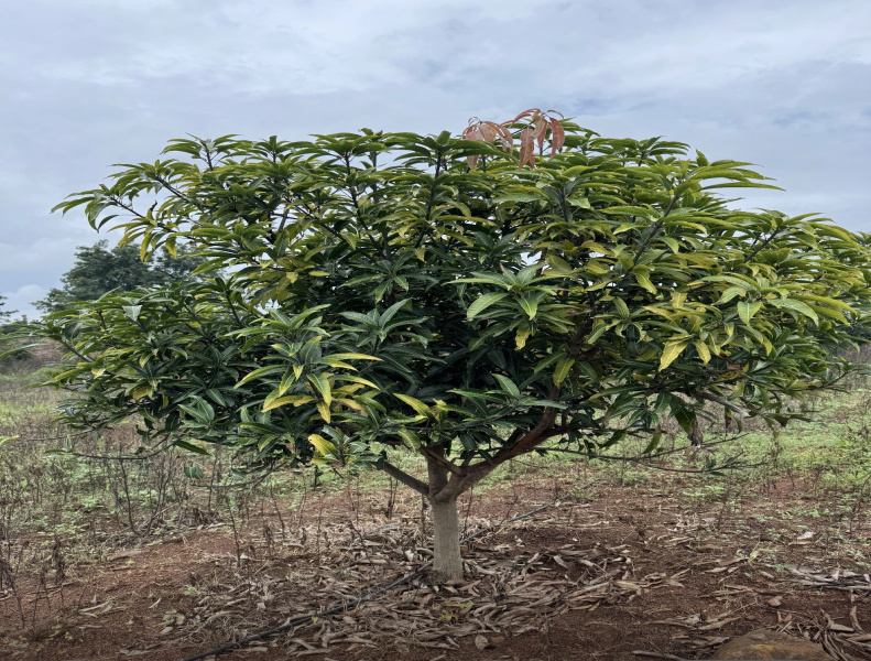  7 Acre Agricultural/Farm Land for Sale in Chincholi, Gulbarga