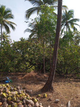  Agricultural Land for Sale in Canacona, Goa
