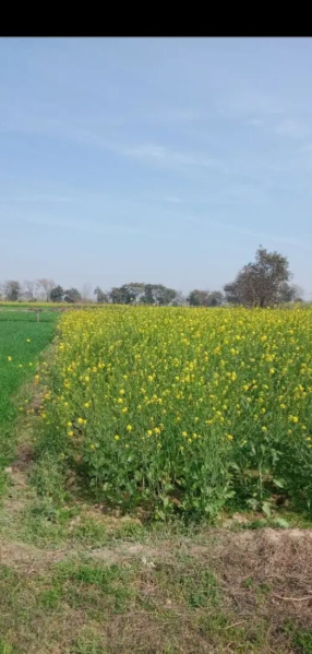  10 Bigha Agricultural/Farm Land for Sale in Pilana, Baghpat