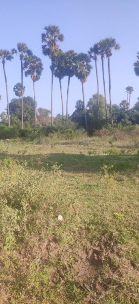  Agricultural Land 50 Cent for Sale in Achutapuram, Visakhapatnam